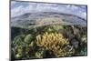 Gorgonians and Reef-Building Corals Near the Blue Hole in Belize-Stocktrek Images-Mounted Photographic Print