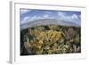 Gorgonians and Reef-Building Corals Near the Blue Hole in Belize-Stocktrek Images-Framed Photographic Print