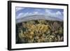 Gorgonians and Reef-Building Corals Near the Blue Hole in Belize-Stocktrek Images-Framed Photographic Print