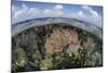 Gorgonians and Reef-Building Corals Near the Blue Hole in Belize-Stocktrek Images-Mounted Photographic Print