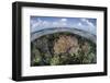 Gorgonians and Reef-Building Corals Near the Blue Hole in Belize-Stocktrek Images-Framed Photographic Print