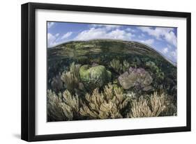 Gorgonians and Reef-Building Corals Near the Blue Hole in Belize-Stocktrek Images-Framed Photographic Print