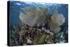 Gorgonians Grow in Shallow Water Off Turneffe Atoll in Belize-Stocktrek Images-Stretched Canvas