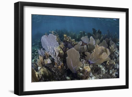 Gorgonians Grow in Shallow Water Off Turneffe Atoll in Belize-Stocktrek Images-Framed Premium Photographic Print