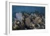 Gorgonians Grow in Shallow Water Off Turneffe Atoll in Belize-Stocktrek Images-Framed Premium Photographic Print