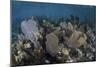 Gorgonians Grow in Shallow Water Off Turneffe Atoll in Belize-Stocktrek Images-Mounted Premium Photographic Print