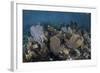 Gorgonians Grow in Shallow Water Off Turneffe Atoll in Belize-Stocktrek Images-Framed Photographic Print