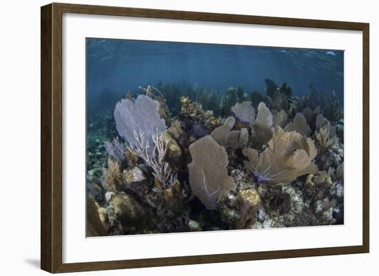 Gorgonians Grow in Shallow Water Off Turneffe Atoll in Belize-Stocktrek Images-Framed Photographic Print