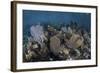 Gorgonians Grow in Shallow Water Off Turneffe Atoll in Belize-Stocktrek Images-Framed Photographic Print