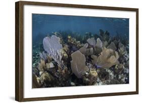 Gorgonians Grow in Shallow Water Off Turneffe Atoll in Belize-Stocktrek Images-Framed Photographic Print