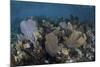 Gorgonians Grow in Shallow Water Off Turneffe Atoll in Belize-Stocktrek Images-Mounted Photographic Print