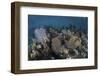 Gorgonians Grow in Shallow Water Off Turneffe Atoll in Belize-Stocktrek Images-Framed Photographic Print