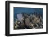 Gorgonians Grow in Shallow Water Off Turneffe Atoll in Belize-Stocktrek Images-Framed Photographic Print