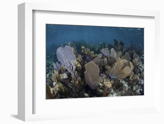 Gorgonians Grow in Shallow Water Off Turneffe Atoll in Belize-Stocktrek Images-Framed Photographic Print