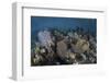 Gorgonians Grow in Shallow Water Off Turneffe Atoll in Belize-Stocktrek Images-Framed Photographic Print
