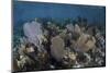 Gorgonians Grow in Shallow Water Off Turneffe Atoll in Belize-Stocktrek Images-Mounted Photographic Print