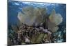 Gorgonians Grow in Shallow Water Off Turneffe Atoll in Belize-Stocktrek Images-Mounted Photographic Print