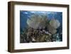 Gorgonians Grow in Shallow Water Off Turneffe Atoll in Belize-Stocktrek Images-Framed Photographic Print