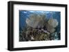 Gorgonians Grow in Shallow Water Off Turneffe Atoll in Belize-Stocktrek Images-Framed Photographic Print