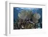Gorgonians Grow in Shallow Water Off Turneffe Atoll in Belize-Stocktrek Images-Framed Photographic Print