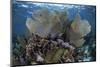 Gorgonians Grow in Shallow Water Off Turneffe Atoll in Belize-Stocktrek Images-Mounted Photographic Print