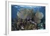 Gorgonians Grow in Shallow Water Off Turneffe Atoll in Belize-Stocktrek Images-Framed Photographic Print