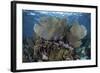 Gorgonians Grow in Shallow Water Off Turneffe Atoll in Belize-Stocktrek Images-Framed Photographic Print