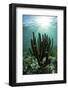 Gorgonians Grow on a Shallow Reef Off the Coast of Belize-Stocktrek Images-Framed Photographic Print