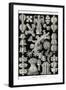 Gorgonida-Ernst Haeckel-Framed Art Print