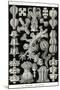 Gorgonida-Ernst Haeckel-Mounted Art Print