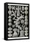 Gorgonida-Ernst Haeckel-Framed Stretched Canvas