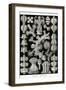 Gorgonida-Ernst Haeckel-Framed Art Print