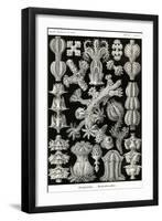 Gorgonida-Ernst Haeckel-Framed Art Print