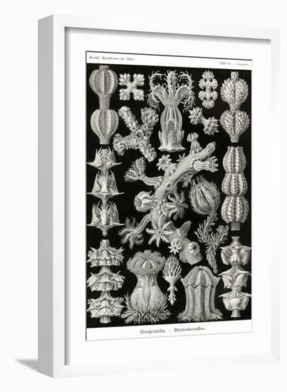 Gorgonida-Ernst Haeckel-Framed Art Print