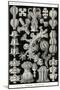 Gorgonida-Ernst Haeckel-Mounted Art Print