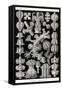 Gorgonida-Ernst Haeckel-Framed Stretched Canvas