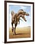 Gorgosaurus Running across an Open Desert-null-Framed Art Print