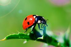 Ladybug-gorielov-Laminated Photographic Print