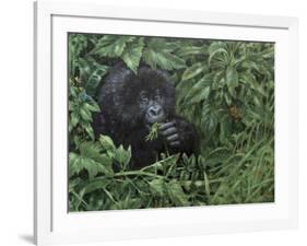 Gorilla 1-Michael Jackson-Framed Giclee Print