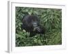 Gorilla 1-Michael Jackson-Framed Giclee Print