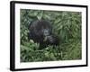 Gorilla 1-Michael Jackson-Framed Giclee Print