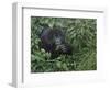 Gorilla 1-Michael Jackson-Framed Premium Giclee Print