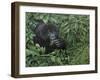 Gorilla 1-Michael Jackson-Framed Giclee Print