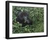 Gorilla 1-Michael Jackson-Framed Giclee Print