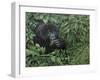 Gorilla 1-Michael Jackson-Framed Giclee Print