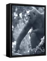 Gorilla 2-Gordon Semmens-Framed Stretched Canvas