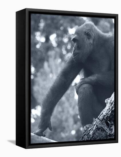 Gorilla 2-Gordon Semmens-Framed Stretched Canvas