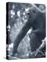 Gorilla 2-Gordon Semmens-Stretched Canvas