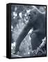 Gorilla 2-Gordon Semmens-Framed Stretched Canvas