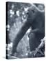 Gorilla 2-Gordon Semmens-Stretched Canvas